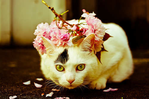 79932218_large_74006346_4208141_tumblr_lkkl8evHzX1qb5t88o1_500 (500x332, 138Kb)