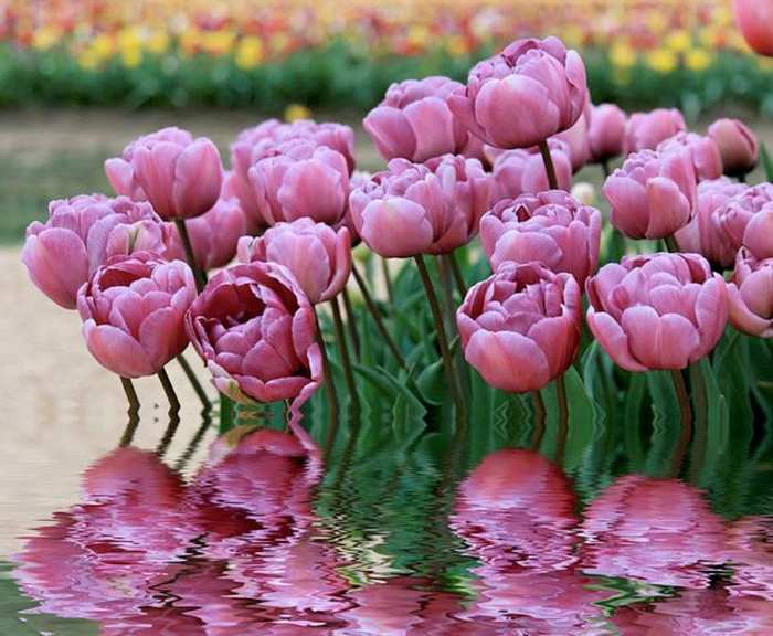 Tulips 2 (700x576, 53Kb)