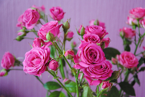 tumblr_lselxyQamh1qdkjypo1_500 (500x334, 119Kb)
