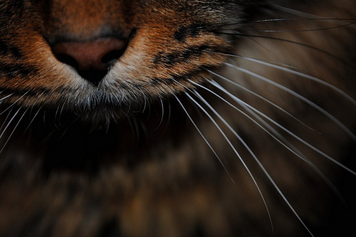 tumblr_lsergtdTag1qf8cnbo1_500 (500x334, 78Kb)