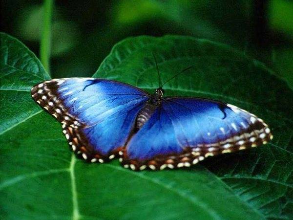 butterflies-pictures11 (600x450, 39Kb)