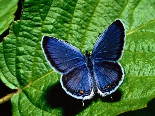 butterflies-pictures20 (600x450, 53Kb)