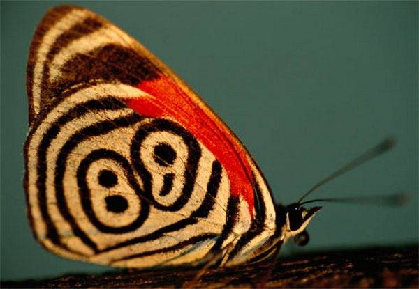 butterflies-pictures30 (600x415, 33Kb)