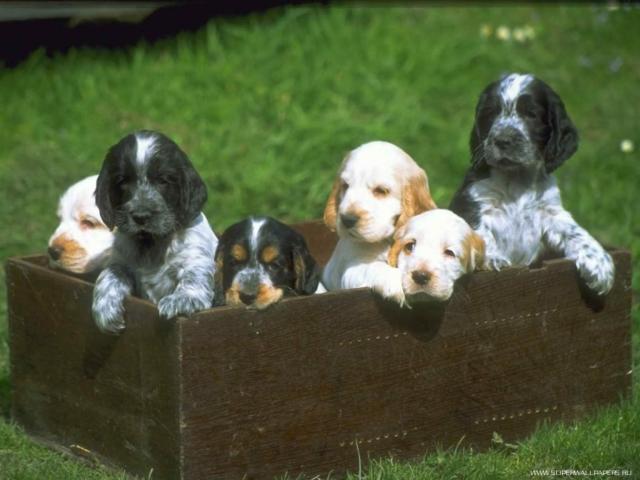 1332502567_SCHENKI (640x480, 36Kb)