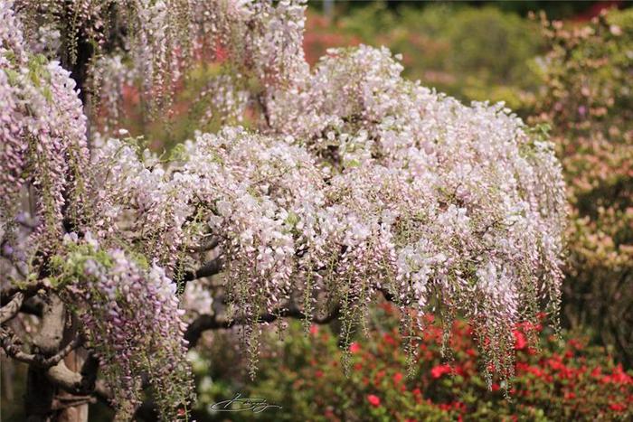 Ashikaga Flower Park