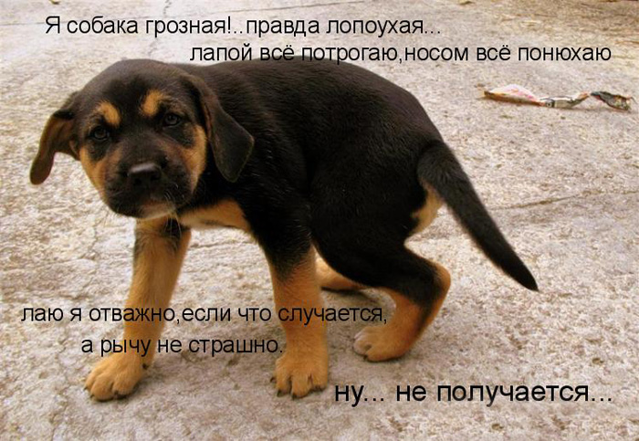 prikolnye-koty-i-sobaki-8 (700x483, 157Kb)