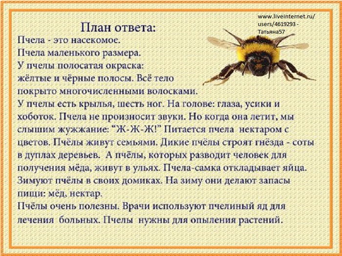 насекомые-ответ (700x525, 195Kb)