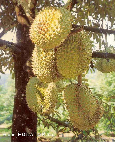 durian01 (446x550, 40Kb)