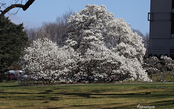 1109989_1IMG_2810 (700x440, 302Kb)