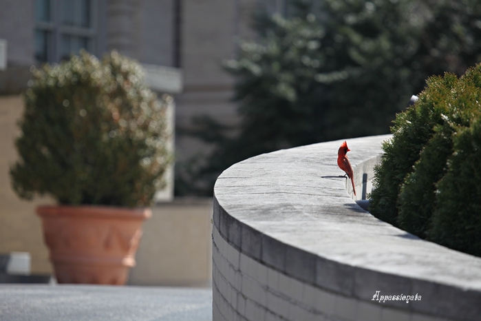 1109989_1IMG_2838 (700x466, 185Kb)