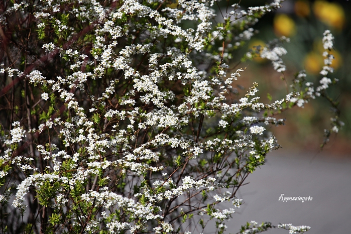 1109989_1IMG_3068 (700x466, 326Kb)