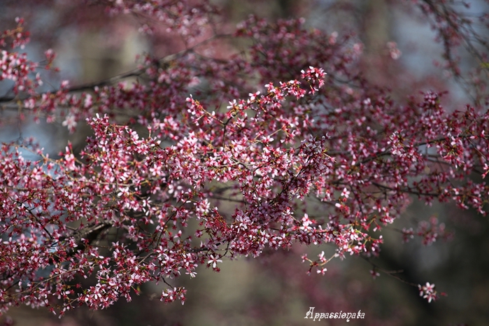1109989_1IMG_3174 (700x466, 290Kb)