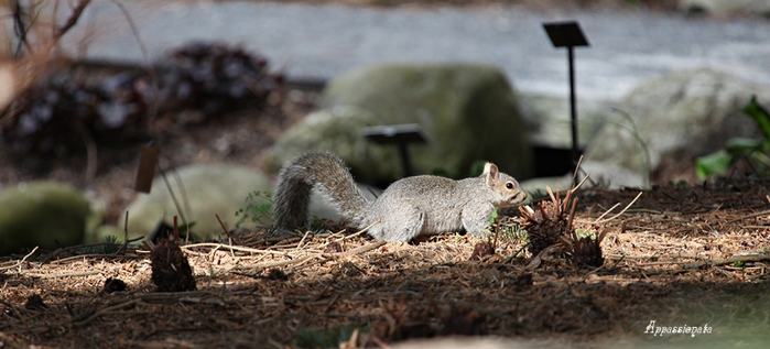 1109989_1IMG_2917 (700x317, 174Kb)