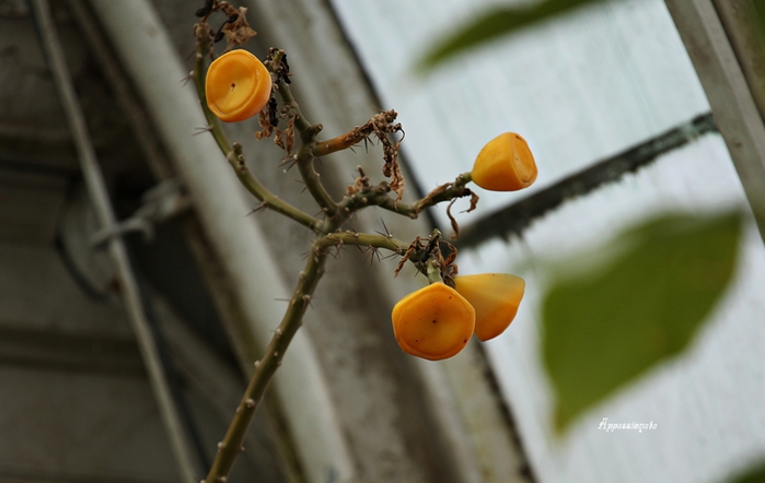 1109989_1IMG_3007 (700x442, 172Kb)