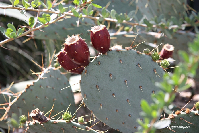 1109989_1IMG_2870 (700x466, 271Kb)