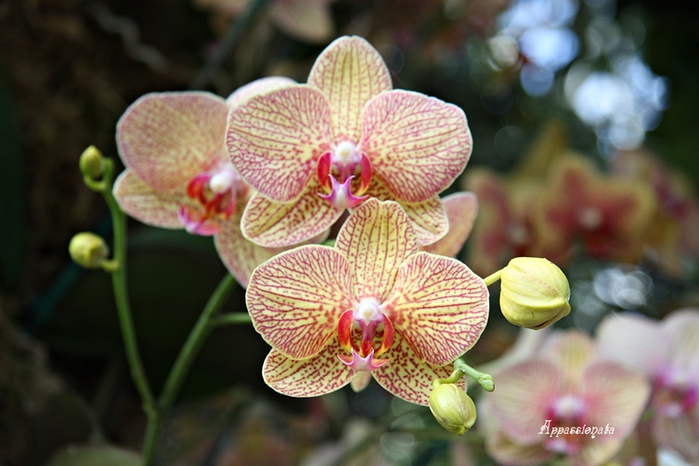1109989_1IMG_3061 (700x466, 239Kb)
