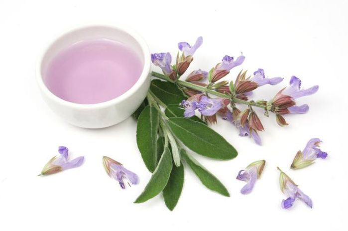 70214004_sage_essential_oil_dreamstime (699x465, 27Kb)