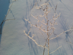  IMG161-01 (700x525, 294Kb)