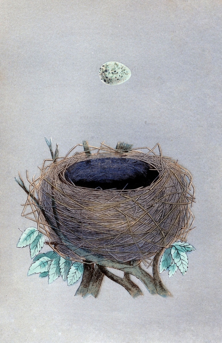morris nest vintage image graphicsfairy006sm (453x700, 272Kb)