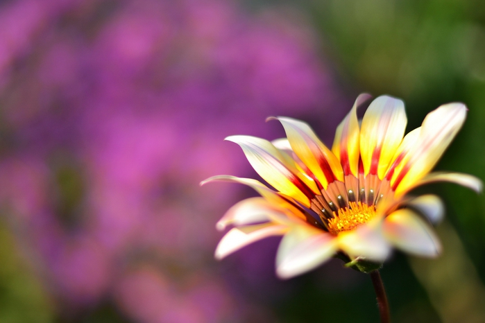 4360286_4537878_large (700x466, 163Kb)