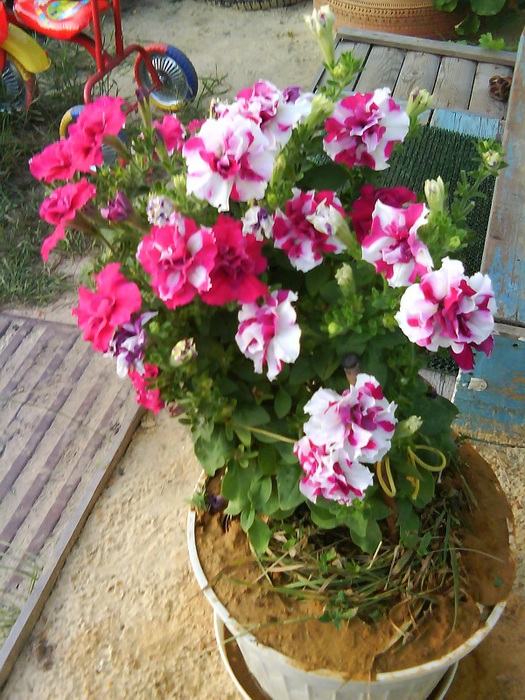 4832359_DSC00678_1_ (525x700, 169Kb)