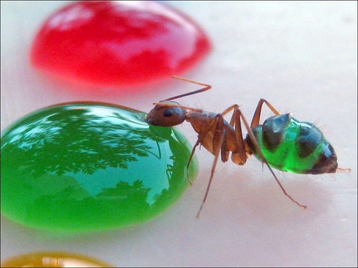 4494524_85265042_3011_2 (700x524, 58Kb)