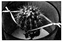 cactusby12 (208x140, 11Kb)