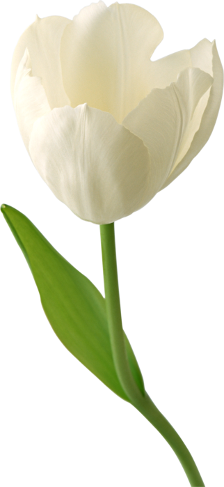 beltulp010 (322x700, 170Kb)