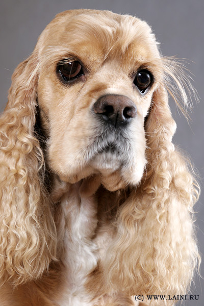 85225754_SPANIEL (400x600, 91Kb)