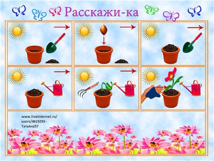 Проект на тему комнатное цветоводство