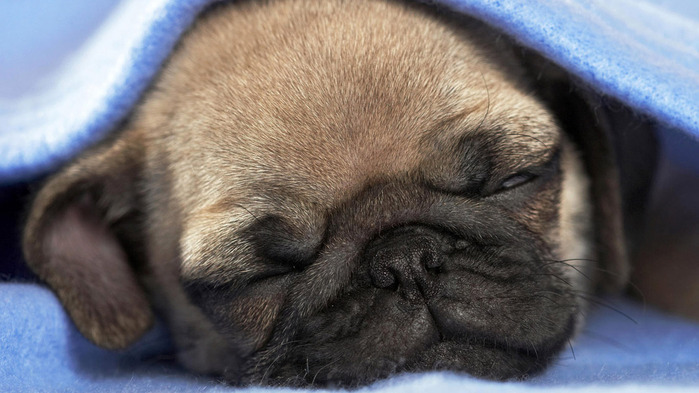 pug-dog-wallpaper-1366x768 (700x393, 95Kb)