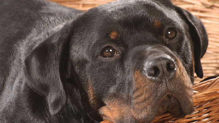 rottweiler-wallpaper-1366x768 (700x393, 115Kb)