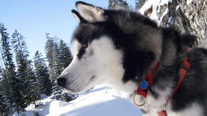 siberian-husky-wallpaper-1366x768 (700x393, 116Kb)