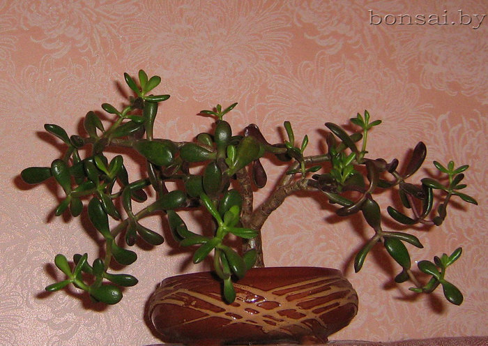 Crassula-Gollum-2 (700x496, 114Kb)