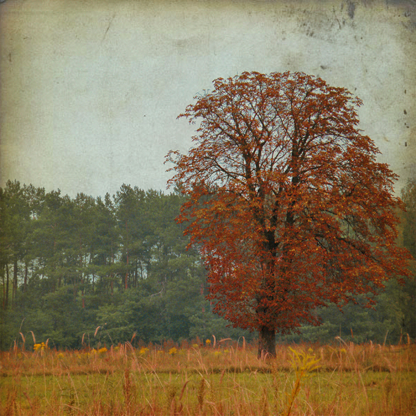 autumn_tree_by_demonmathiel-d2zbnty (600x600, 519Kb)