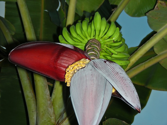 Цветок банана фото комнатный