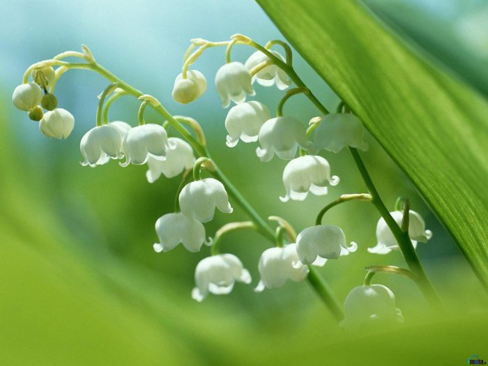 4149161_60583_800x600_b59_1 (700x525, 48Kb)