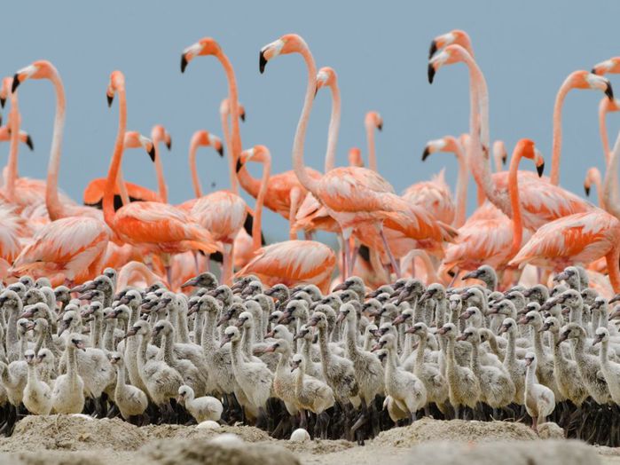 flamingo-chicks-nigge_49754_990x742 (700x524, 71Kb)