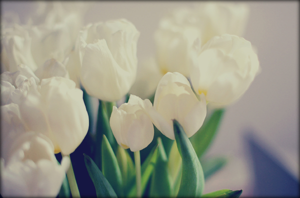2620530_tumblr_lzlpuiYkVq1q (600x397, 155Kb)