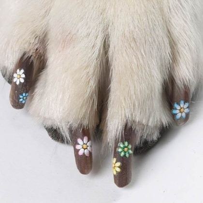 mascotas con las uñas pintadas mascotas con las uñas pintadas