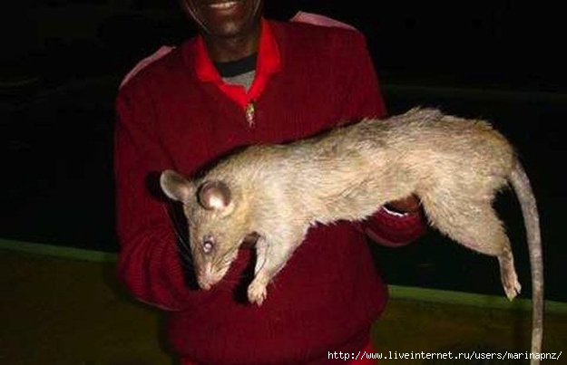 1333218828_gambian_pouched_rats1 (625x403, 106Kb)