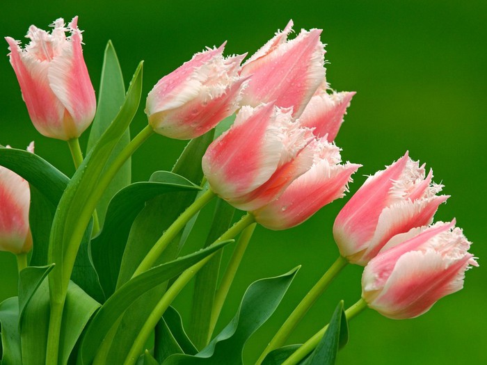 pink_tulips-1024x768 (700x525, 81Kb)