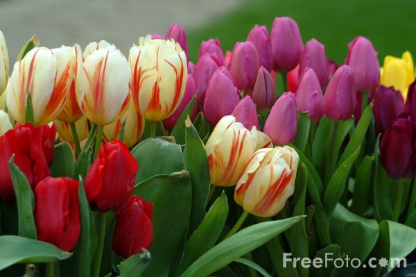 1450_08_5---Tulips--Keukenhof--Holland-The-Netherlands_web (600x400, 59Kb)