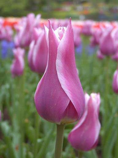 Image094_n (384x512, 15Kb)