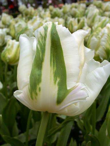 Image054_n (384x512, 18Kb)