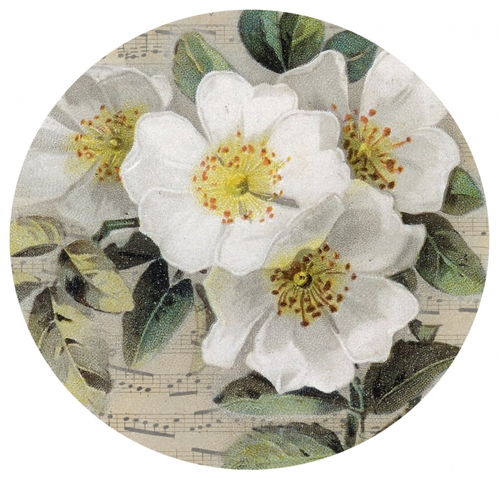4267534_French_sheet_music__white_roses (700x670, 349Kb)