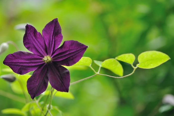 Clematis (700x466, 70Kb)