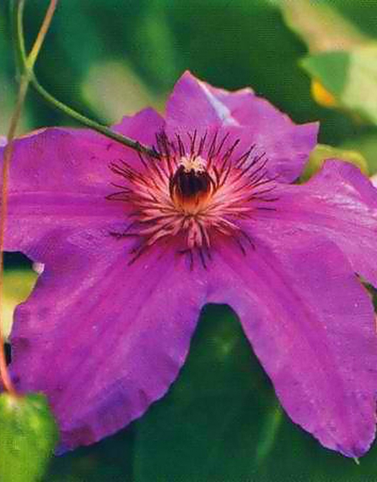 Clematis1 (547x700, 341Kb)