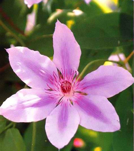 Clematis8 (470x530, 76Kb)