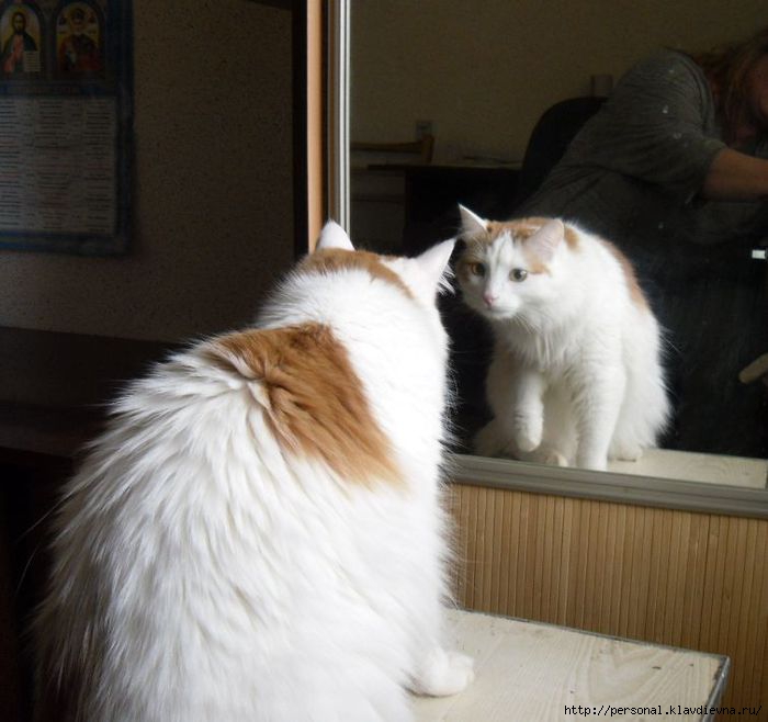 SAM_0235 (700x658, 155Kb)